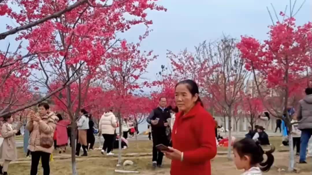 哟西，故乡的樱花开了。我来看看他。