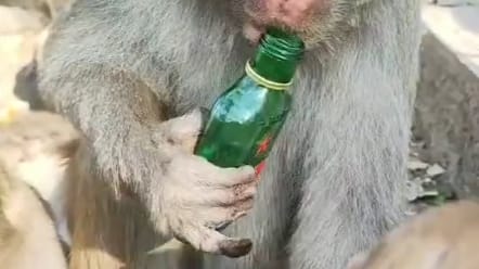 来自猴王的忧伤