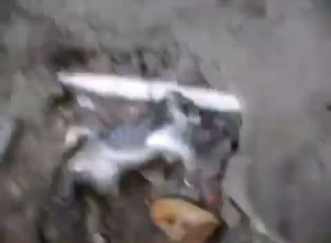 狂乱的仔猫
