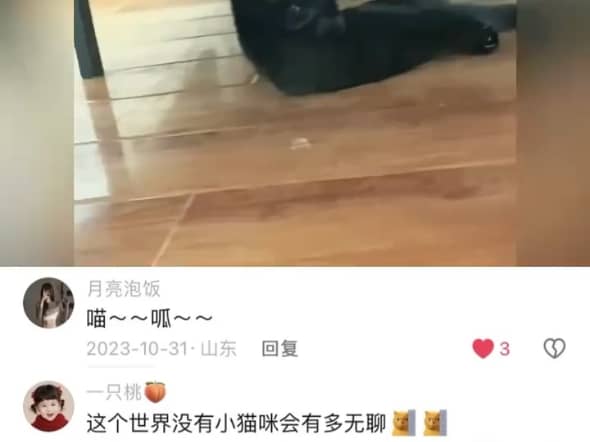 这个世界没有猫咪会有多无聊