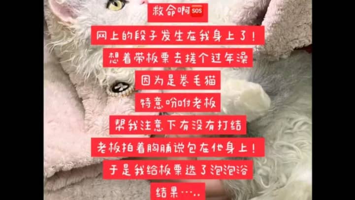 卷毛猫爆改顺毛猫，理发师你是有点技术在身上的