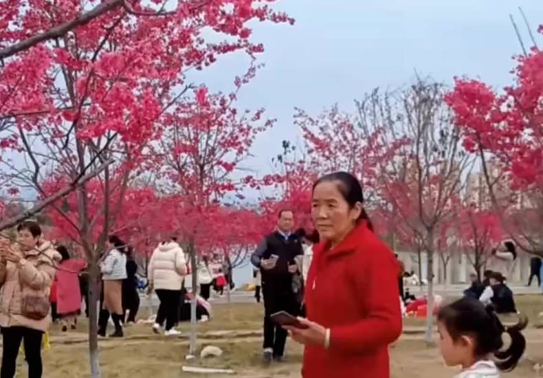 哟西，故乡的樱花开了。我来看看他。